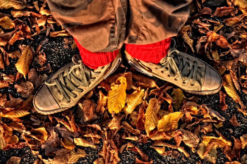 Leaf Soil Autumn Scrap