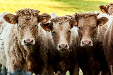 Cattle Like Mammal Cow Goat Family Horn Herd