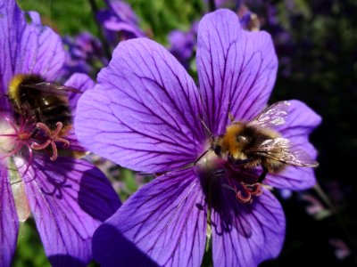 Flower Bee Honey Bee Purple photo