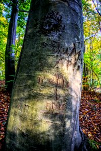 Tree Woody Plant Woodland Trunk