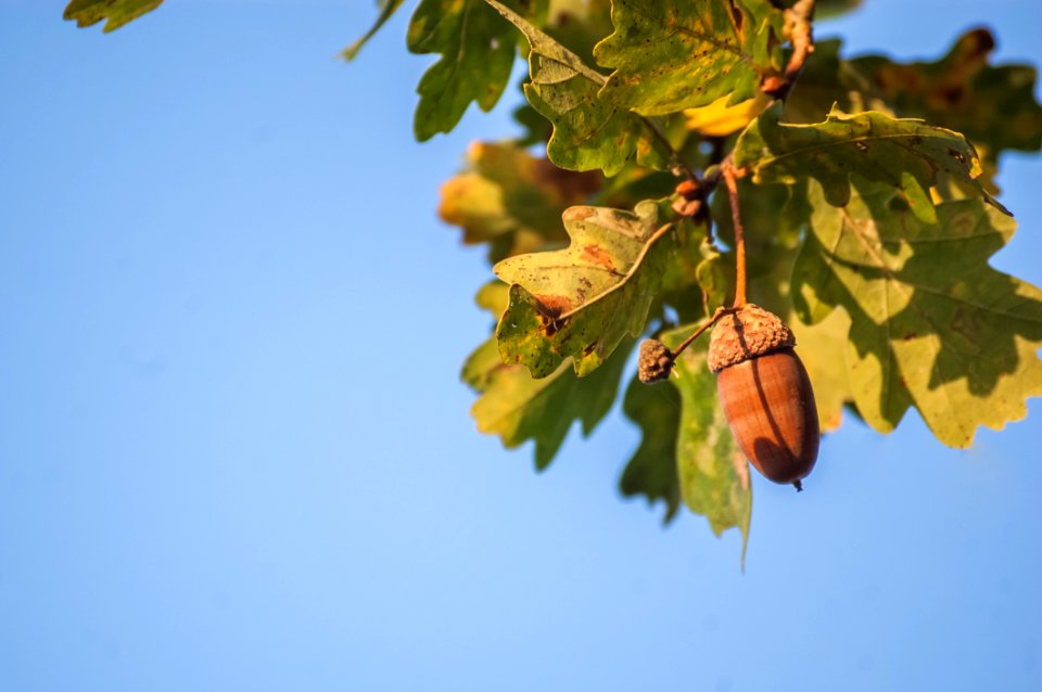 Leaf Sky Branch Tree