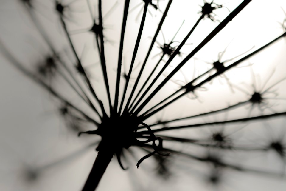Black And White Black Monochrome Photography Flora
