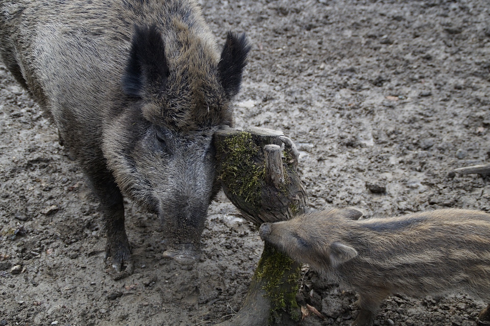 Mother and child wild boar quagmire