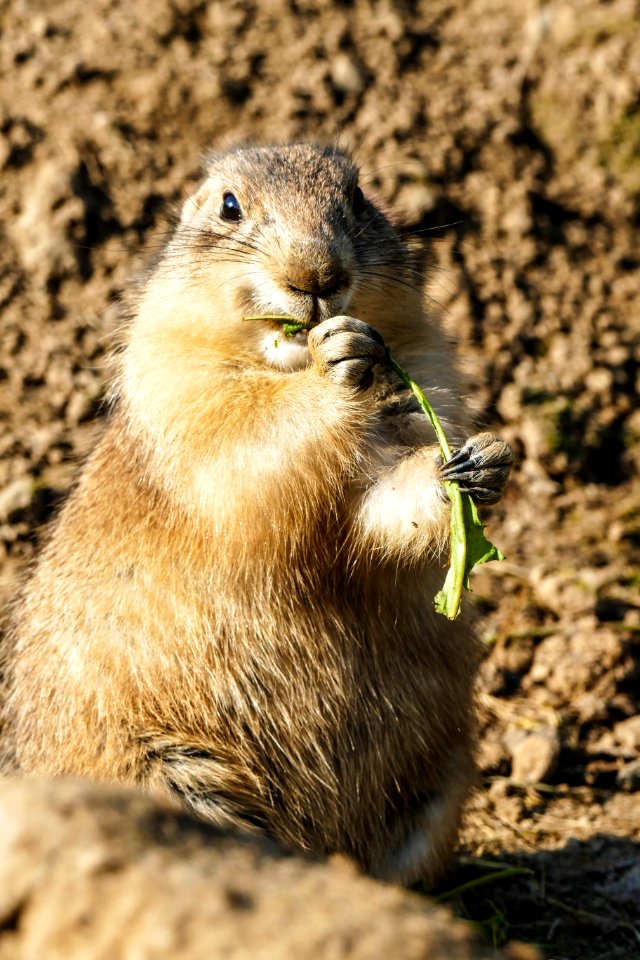 Prairie Dog Mammal Fauna Squirrel