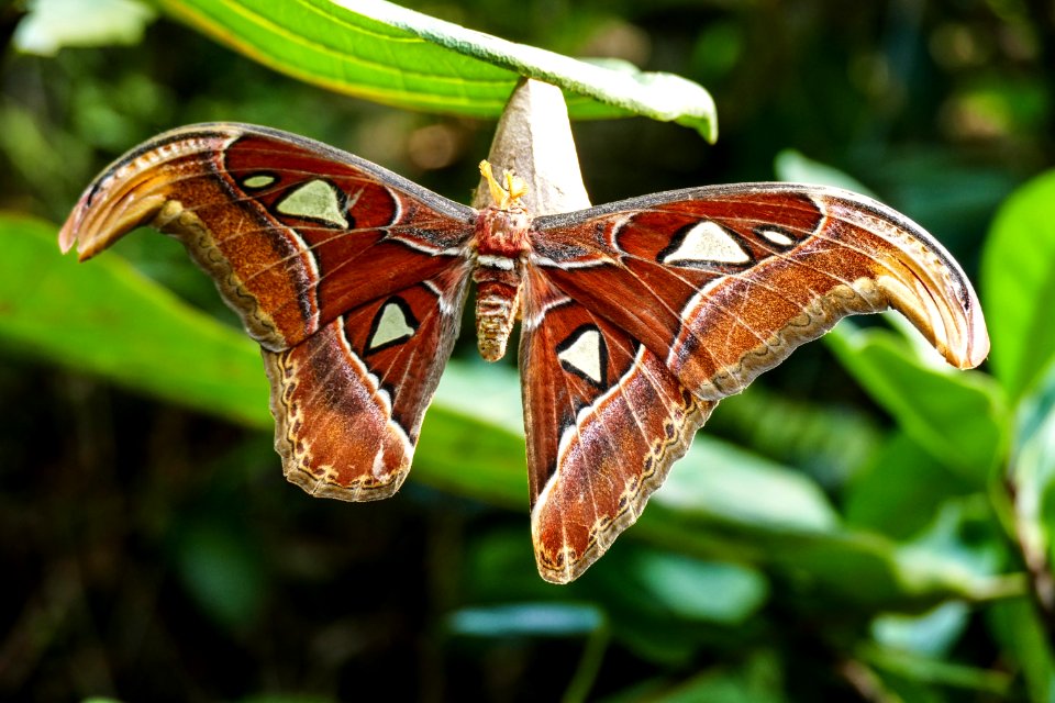 Moths And Butterflies Insect Butterfly Moth