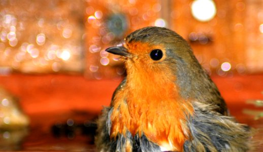 Bird European Robin Beak Fauna