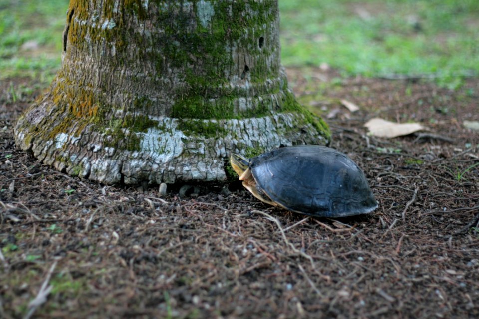 Emydidae Turtle Tortoise Grass