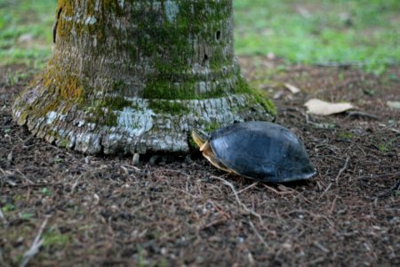 Emydidae Turtle Tortoise Grass