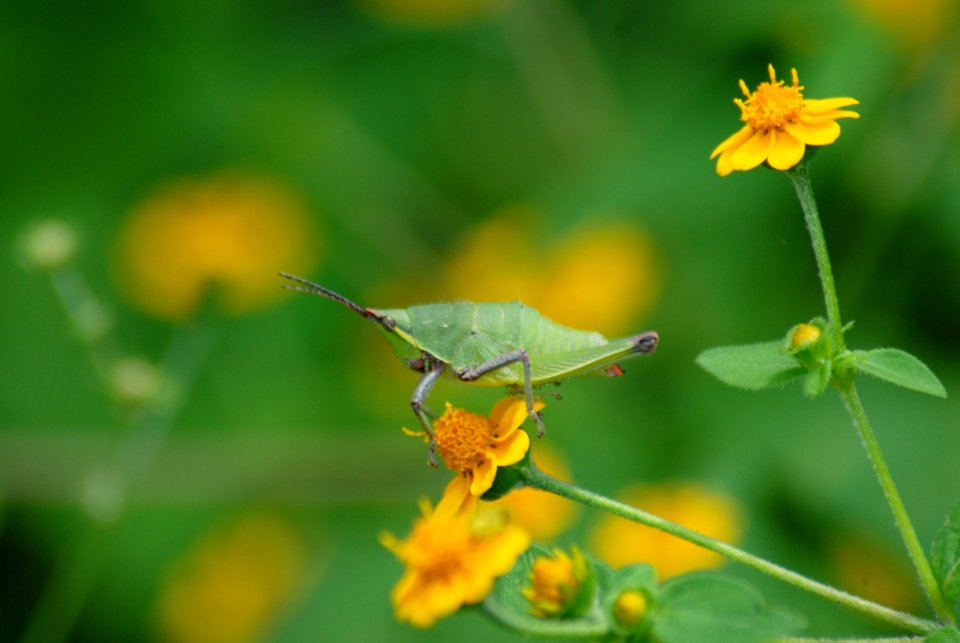 Insect Flower Yellow Nectar