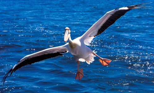 Bird Seabird Beak Albatross photo