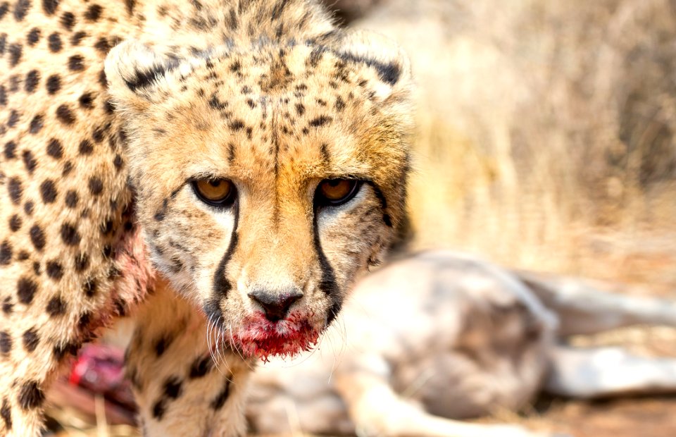 Cheetah Wildlife Terrestrial Animal Mammal