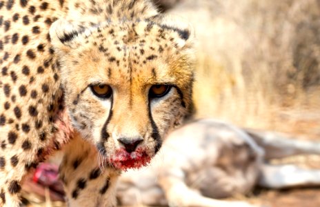 Cheetah Wildlife Terrestrial Animal Mammal photo