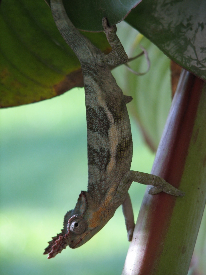 Climbing lizard wildlife