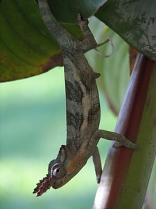Climbing lizard wildlife