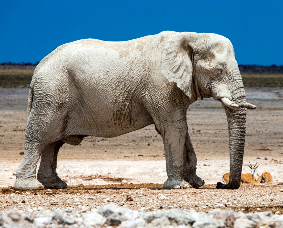 Elephant Elephants And Mammoths Terrestrial Animal Indian Elephant