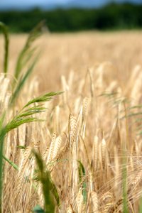 Food Grain Wheat Crop Triticale photo
