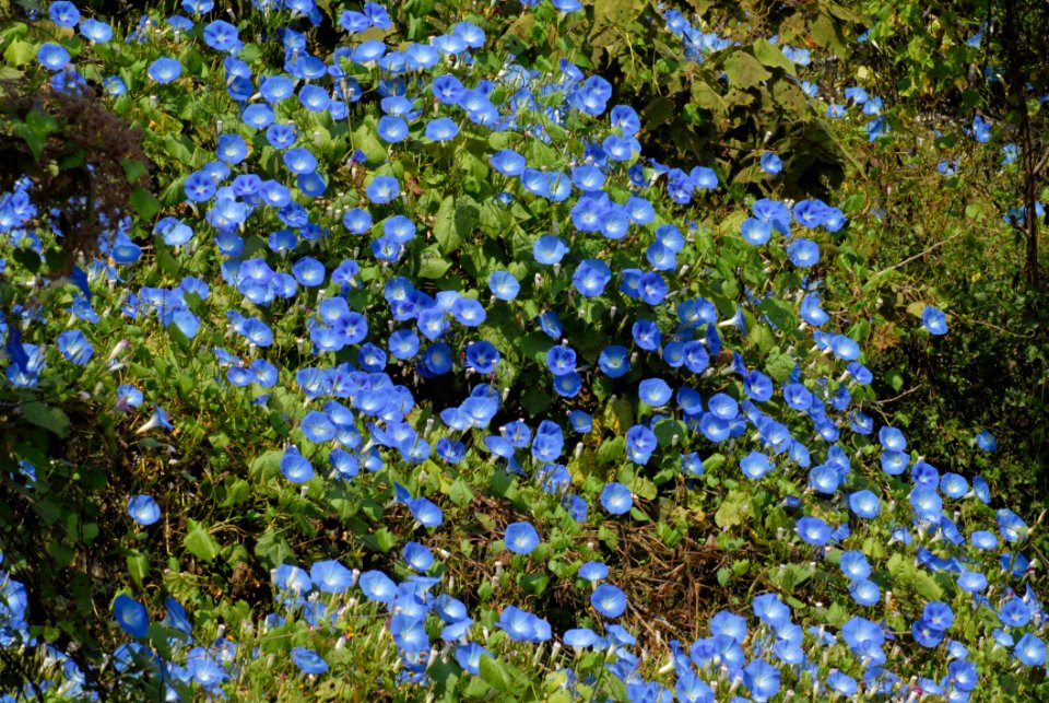 Flora Plant Flower Spring