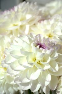 Flower White Flowering Plant Floristry photo