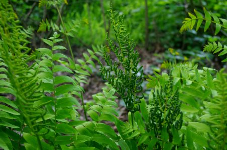 Plant Vegetation Ecosystem Ferns And Horsetails photo