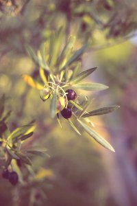 Flora Plant Flower Macro Photography