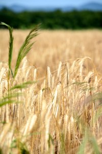 Crop Food Grain Rye Wheat photo