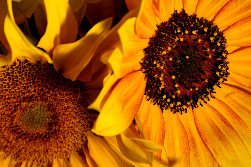 Flower Sunflower Yellow Sunflower Seed
