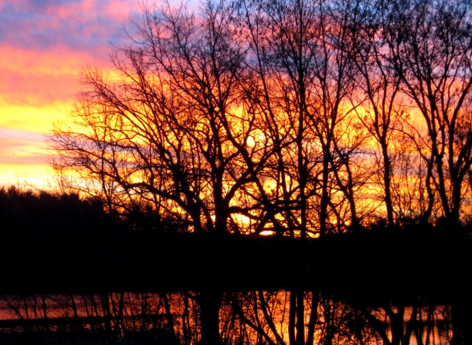 Sky Nature Reflection Tree