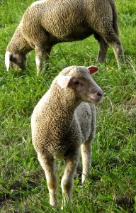 Sheep Grazing Grass Pasture photo