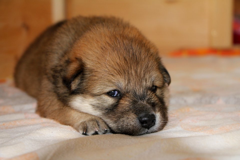 Dog Dog Like Mammal Dog Breed Mammal