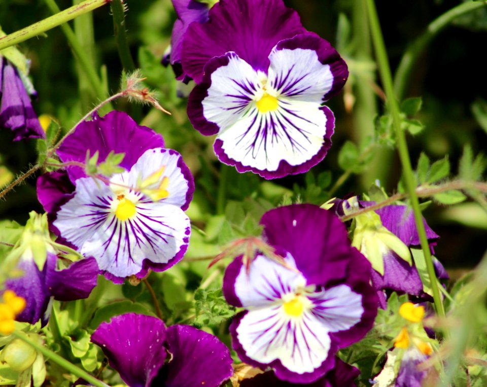 Flower Plant Flora Purple
