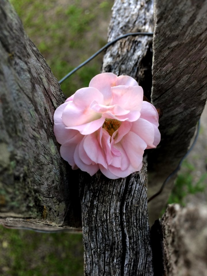 Flower Pink Flora Plant