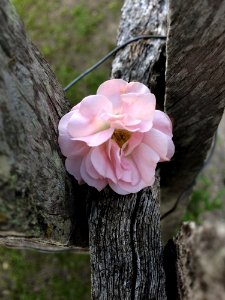Flower Pink Flora Plant