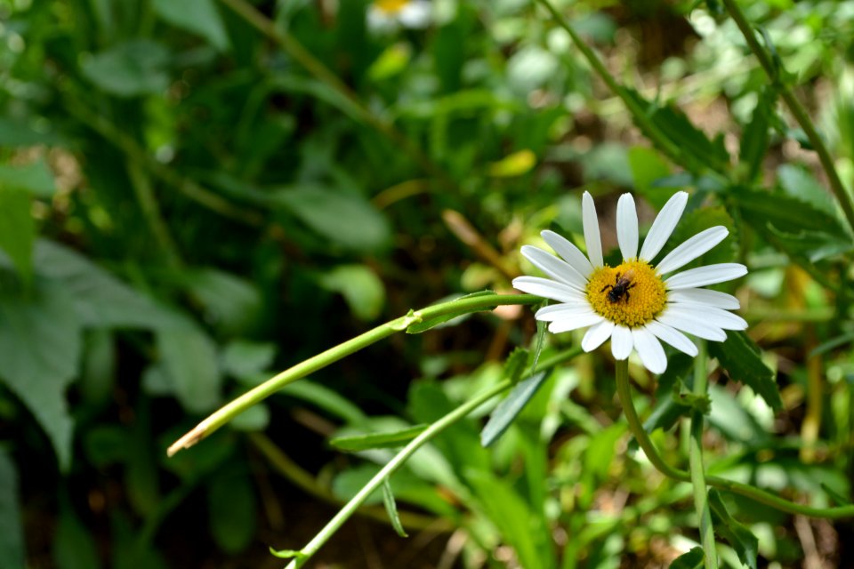 Flower Flora Plant Oxeye Daisy