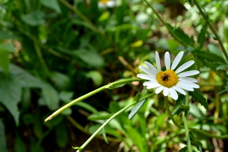 Flower Flora Plant Oxeye Daisy photo