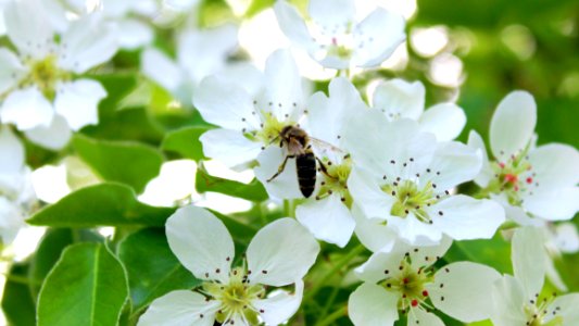 Blossom Bee Flower Spring