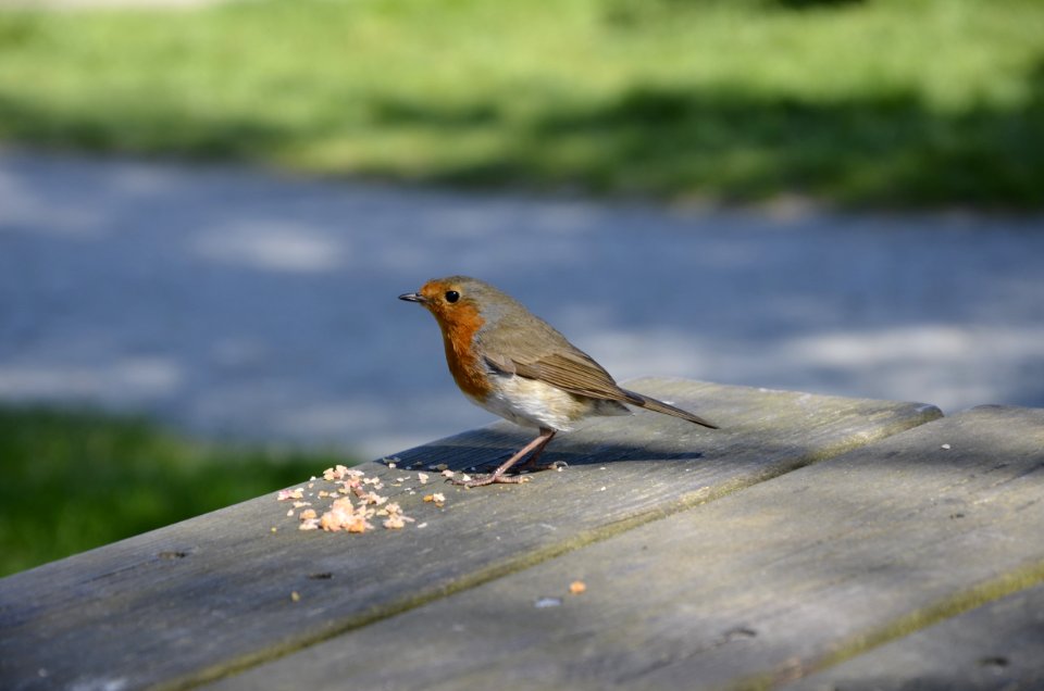 Bird Fauna Beak European Robin photo