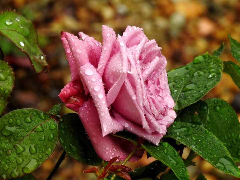 Flower Rose Family Rose Flora
