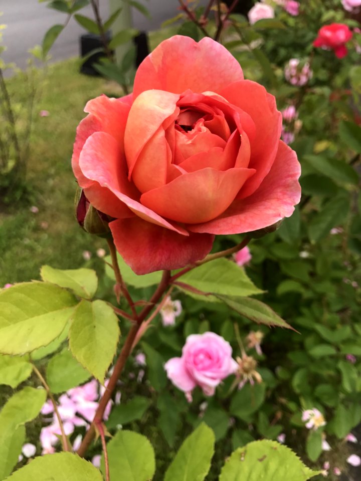 Rose Flower Rose Family Pink