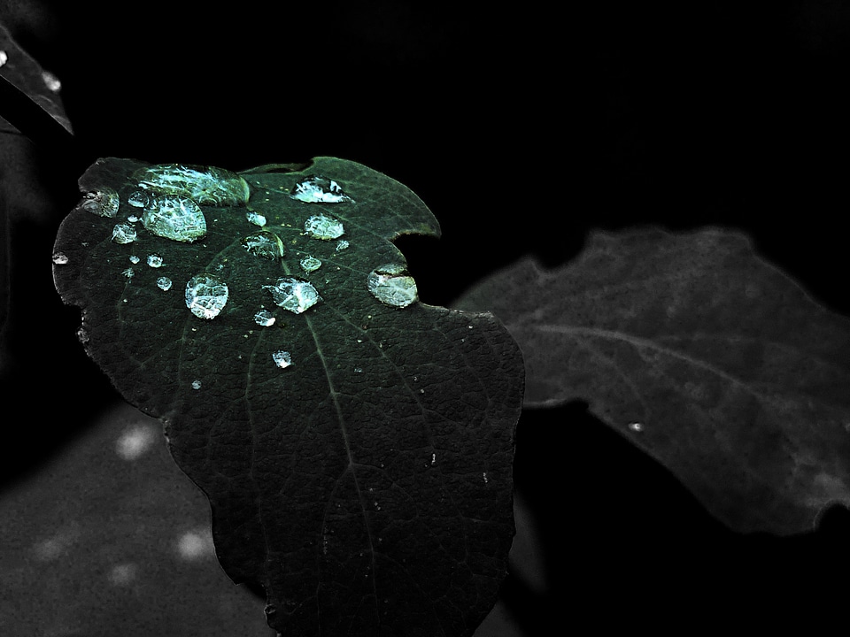Early morning macro background