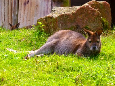 Wallaby Macropodidae Fauna Mammal