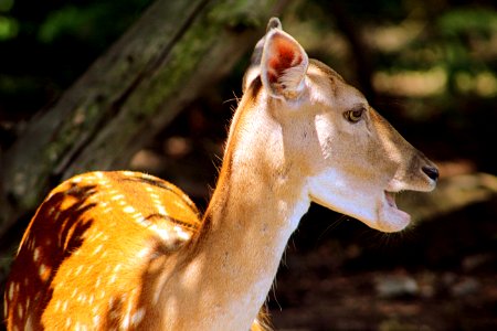 Wildlife Fauna Deer Mammal