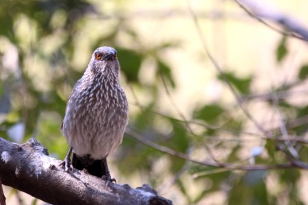 Bird Fauna Beak Hawk