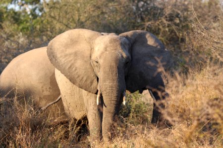 Elephant Elephants And Mammoths Wildlife Terrestrial Animal photo