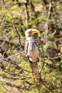Bird Beak Fauna Ecosystem photo