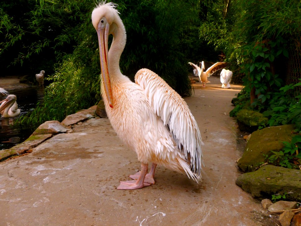 Pelican Fauna Beak Seabird