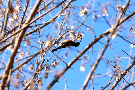 Branch Fauna Bird Tree photo