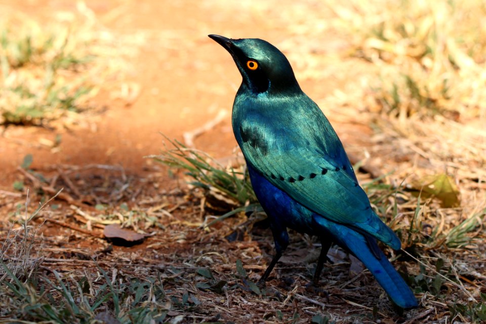 Bird Beak Fauna Organism