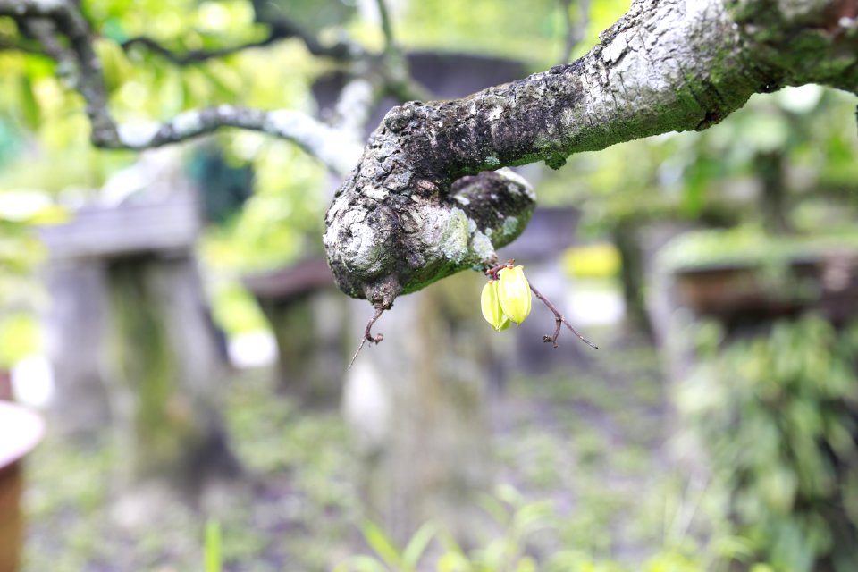 Branch Tree Leaf Flora