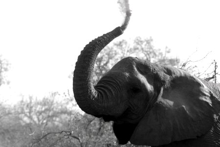 Elephants And Mammoths Elephant Black And White Monochrome Photography photo
