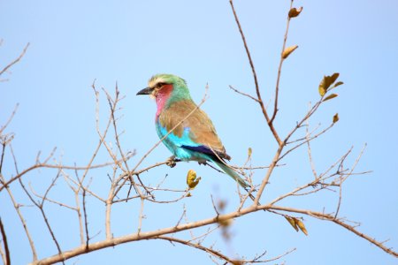 Bird Fauna Roller Beak photo